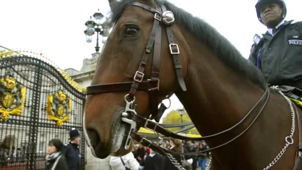 Policie kavalérie ve službě na koně stráže — Stock video