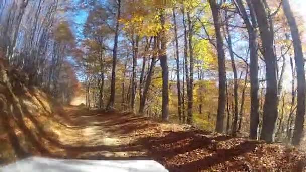 Auto op een bos interne onverharde weg — Stockvideo