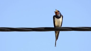 kuşlar üzerinde yüksek gerilim kabloları