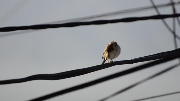 House Sparrow — Stock Video