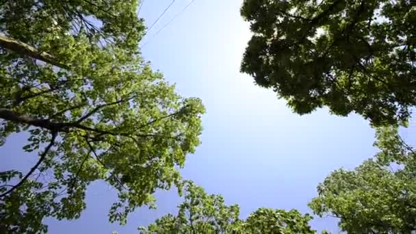 Vídeo filmado de baixo das árvores CRANE — Vídeo de Stock