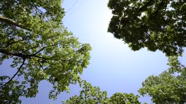 Vidéo prise sous les arbres CRANE 