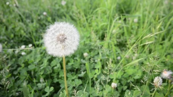 Diente de león soplado — Vídeos de Stock