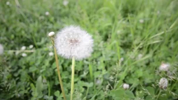 Löwenzahn geblasen — Stockvideo