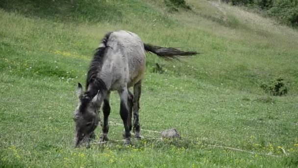 Donkey mule — Stock Video