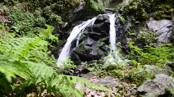 Wasserfall im Nebelwald — Stockvideo