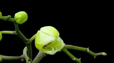 Beyaz phalaenopsis orkide çiçek