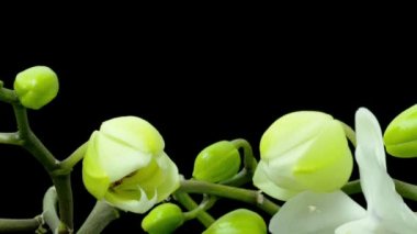 Beyaz phalaenopsis orkide çiçek