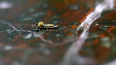 İmha sonra ölü sivrisinek