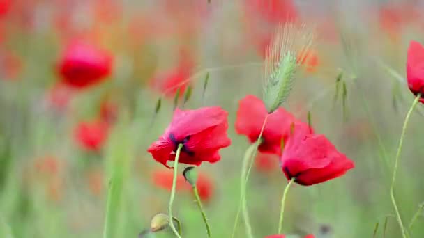 生长在字段中的罂粟花 — 图库视频影像
