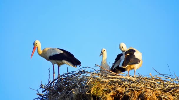 Bill clattering white storks with offspring on nest — Stock Video