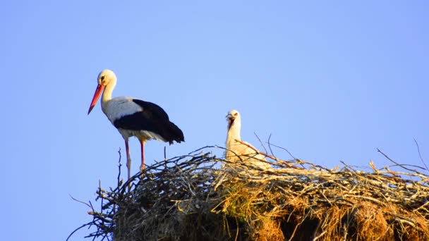 White stork in nest — Stock Video