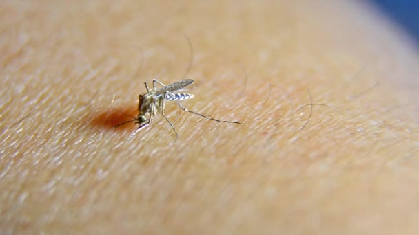 Mosquito perfora y penetra en la preparación para la succión de sangre — Vídeos de Stock