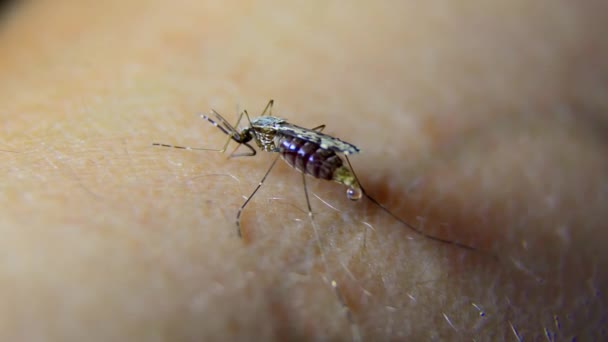 Mosquito penetra na pele e suga sangue — Vídeo de Stock