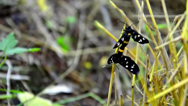 Tigre hierba barrenador mariposa apareamiento — Vídeo de stock