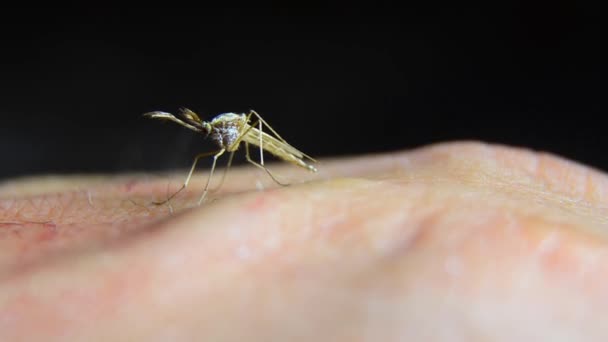 蚊子在皮肤上 — 图库视频影像