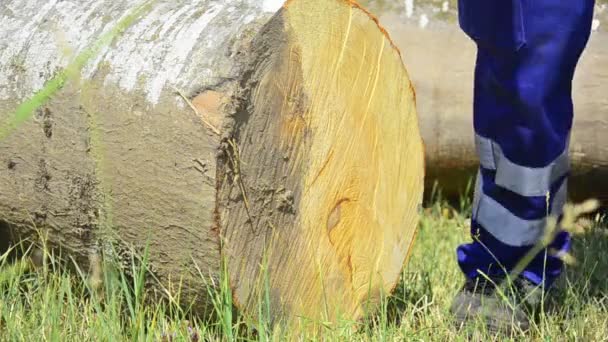 Osoby značky řezané dřevo dřevo — Stock video
