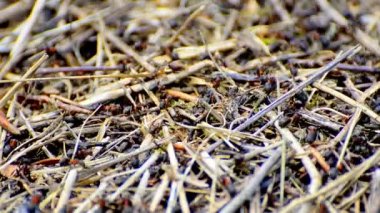 Çalışma karıncalar karınca yuvası üzerinde.