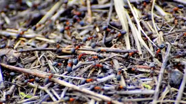 Hormigas de trabajo en hormiguero — Vídeos de Stock