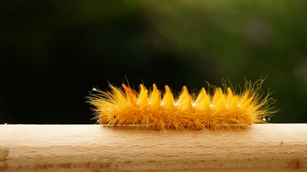 Narancssárga caterpillar — Stock Fotó