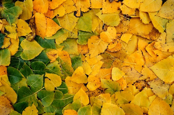 Padrão de folhas amarelas Fotografia De Stock