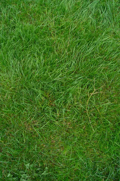 Wzór trawy zbliżenie tekstury — Zdjęcie stockowe