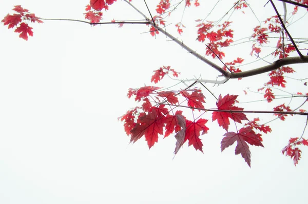 Feuilles rouges sur une branche — Photo