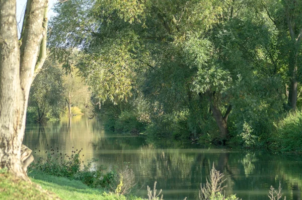 Ormanın yanındaki Nehri