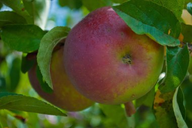 automn bahçe içinde kırmızı elma