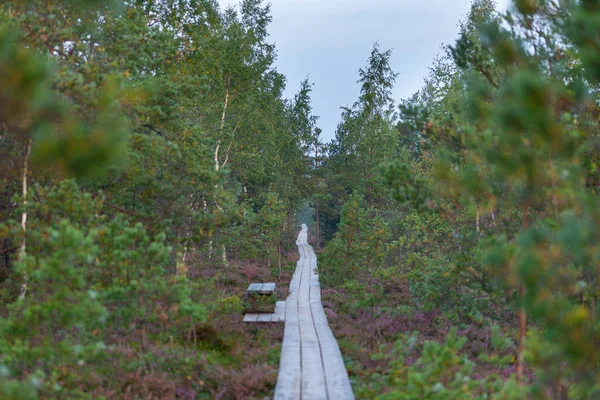 Wild Swamp Landscape Summer Morning — Stock Photo, Image