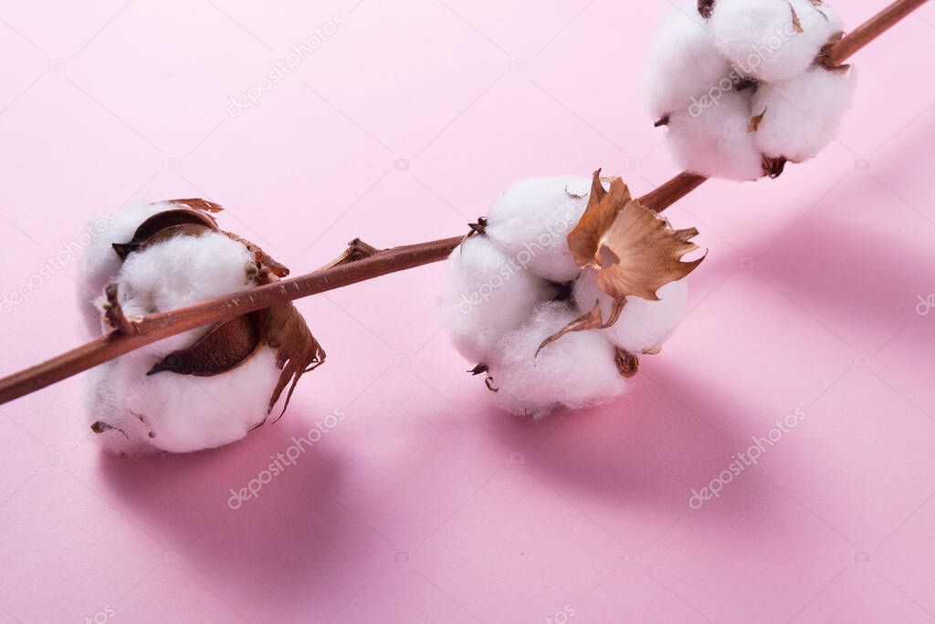 Cotton flower branch on pink background