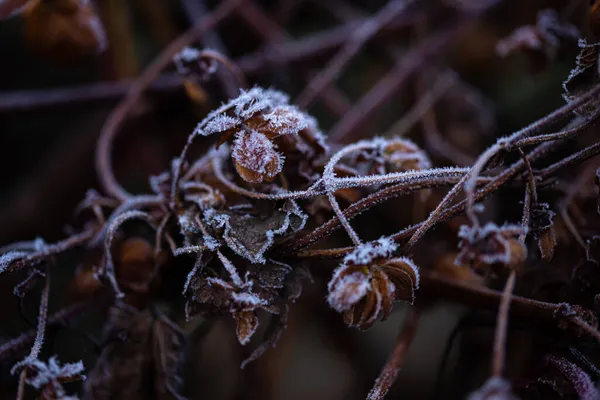 Сильные Морозы Листьях Пивном Хмеле — стоковое фото