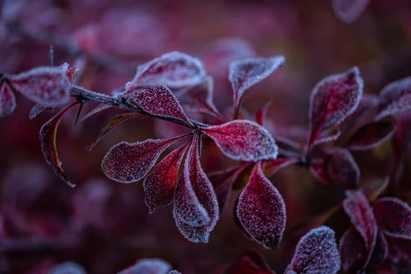 Froid Intense Sur Les Feuilles Rouges Branche — Photo