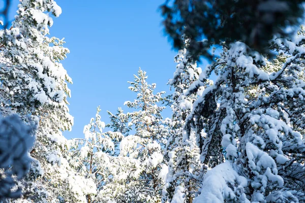 Bela Vista Abeto Nevado Dia Inverno Natureza Fabulosa — Fotografia de Stock