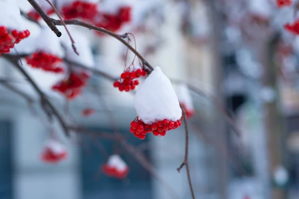 Red Rowanberry Ubder Diepe Sneeuw Winter Dag — Stockfoto