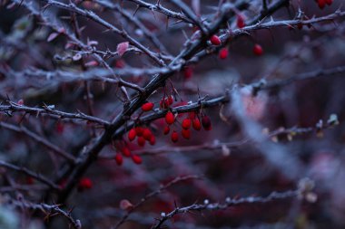 Kırmızı yapraklar ve dallar üzerinde yoğun don
