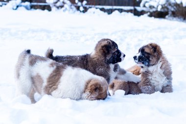 Orta Asya çoban köpeği, Asya çoban köpekleri kış günü.
