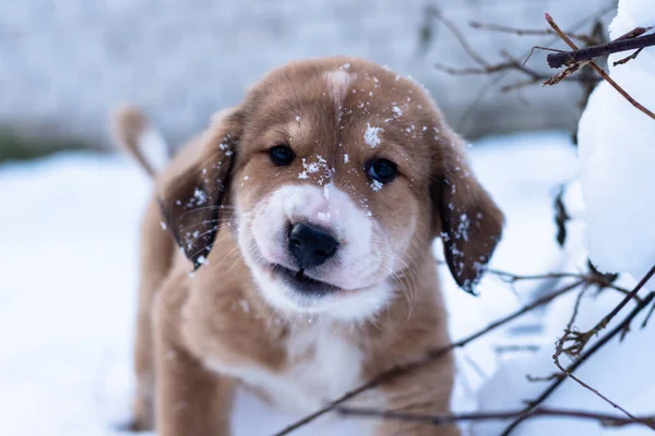 Central Asian Sheepdog Asian Shepherd Puppies Winter Day — Foto Stock