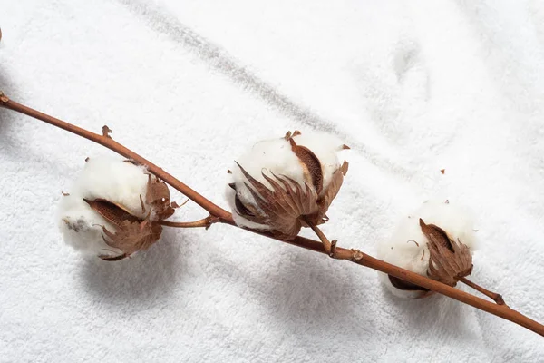 Tahta arka planda çiçek tomurcuğu olan beyaz doğal pamuk havlu.