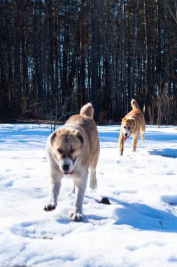 Orta Asya çoban köpeği, Asya çoban köpeği kışın annesiyle yavru köpek.