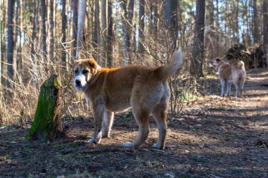 Orta Asya çoban köpeği, Asyalı çoban köpeği ormanda.