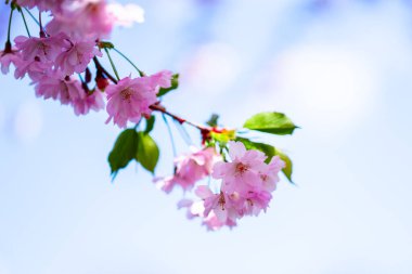 Mavi arka planda pembe, taze sakura çiçeği.