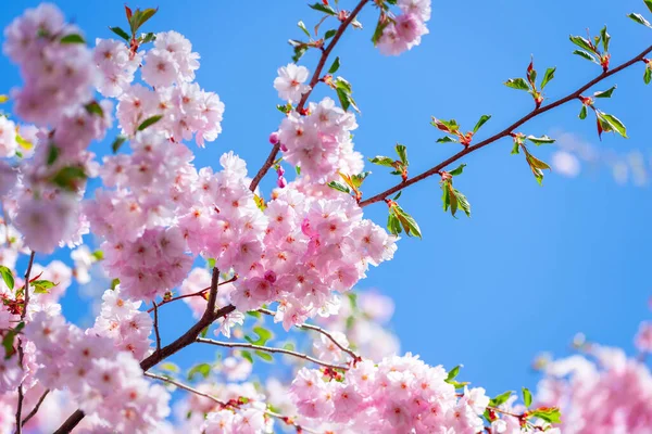 Mavi arka planda pembe, taze sakura çiçeği.