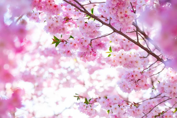 Mavi arka planda pembe, taze sakura çiçeği.