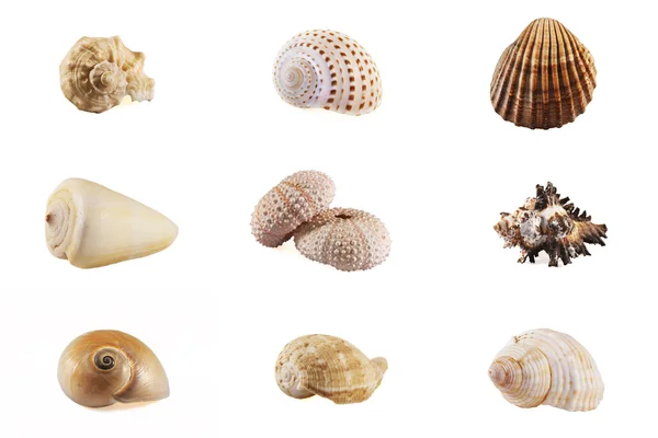 Seashell mozaïek collectie — Stockfoto