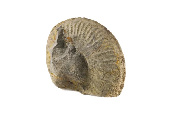 Fossil — Zdjęcie stockowe