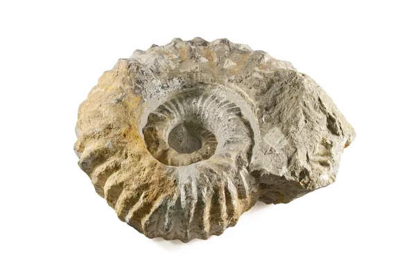 Fossil — Stockfoto