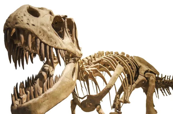 Tyrannosaurus skelett över vita isolerade bakgrund — Stockfoto