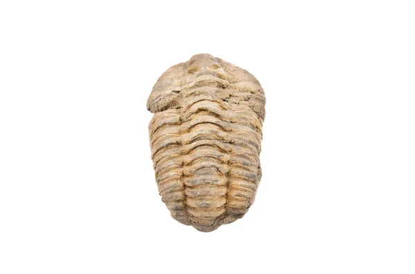 Fossile di trilobite su sfondo bianco isolato — Foto Stock