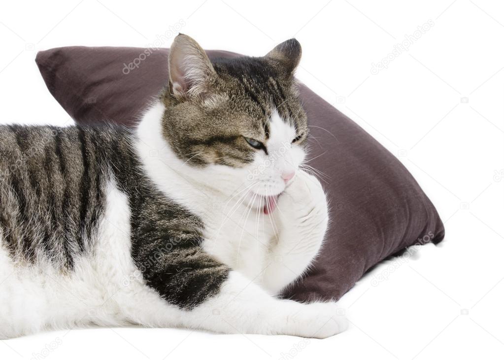 Lovely cat cleaning itself on white isolated background